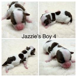 Boy 4 - Chocolate male Havanese puppy in Elkins, Arkansas from Havana Knights Havanese