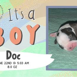 Doc - Black brindle and white male Boston Terrier puppy in Jupiter, Florida from CJM Boston and Boxer Puppies