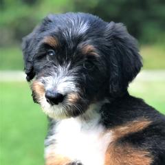 Aussiedoodle Puppies from Our Appalachian Doodles