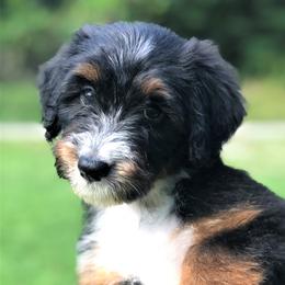 Aussiedoodle Puppies from Our Appalachian Doodles