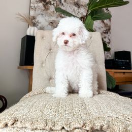 Cockapoo Puppies from Cockapoo Puppies and Co.