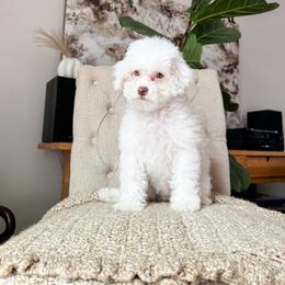 Cockapoo Puppies from Cockapoo Puppies and Co.