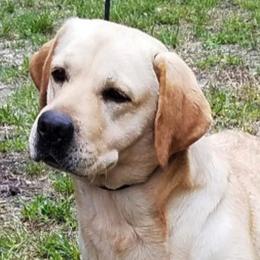 Labrador Retrievers from Island Sound Labradors