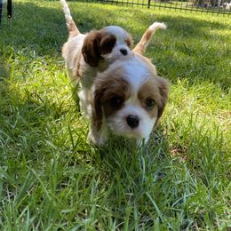 Black Russian Terrier and Cavalier King Charles Spaniel Puppies from Ocean Gem & Guardian Bears