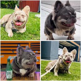 French Bulldog puppies from Hlop Frenchies LLC