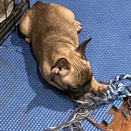 Bear - Blue fawn French Bulldog puppy in Joplin, Missouri from Midwest Beautiful Frenchies