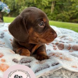 Waylon - Chocolate and tan male Dachshund puppy in Mt. Sterling, Kentucky from Decadent Doxies of KY