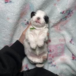 Shih Tzu Puppies from Ren