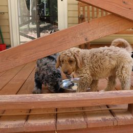 Goldendoodle Puppies from FurEver Friends Doodles