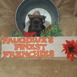 French Bulldog Puppies from Faucheux's Finest Frenchie's