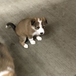Border Collie Puppies from Burke BC’s