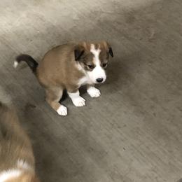Border Collie Puppies from Burke BC’s