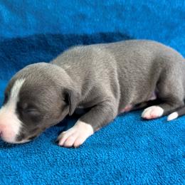 Voyage - Blue male Whippet puppy in Gentry, Arkansas from Mardel Robeson of Mulberry Hollow Whippets