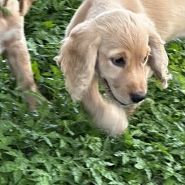 Popcorn - Lemon and white English Cocker Spaniel puppy in Morriston, Florida from Serendipity English Field Cockers