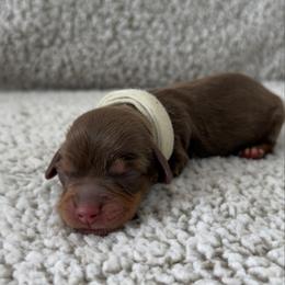 Max - Chocolate and tan male Dachshund puppy in Lawrenceville, Georgia from Chivi Paws