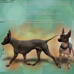 American Hairless Terrier puppies from Wilsong Kennel