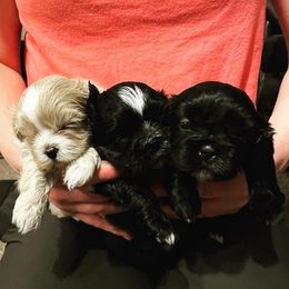 Shih Tzus from Pitcher Perfect Puppies