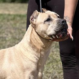 Athena  - Cane Corso