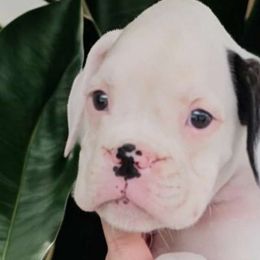 SAM - White Boxer puppy in Lafayette, Tennessee from Silver Rain