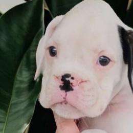 SAM - White Boxer puppy in Lafayette, Tennessee from Silver Rain