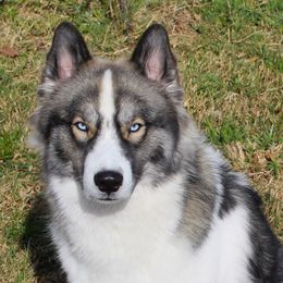 Bear - Siberian Husky