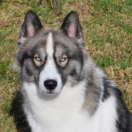 Bear - Siberian Husky