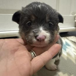 Verlon - Blue male Pembroke Welsh Corgi puppy in Decatur, Texas from Bar S Corgis