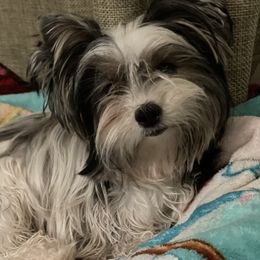 Biewer Terrier and Yorkshire Terrier Puppies from York Town California