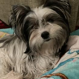 Biewer Terrier and Yorkshire Terrier Puppies from York Town California