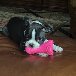 Boston Terrier Puppies from I Love Pups