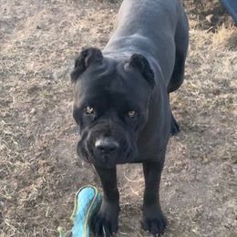 ZEUS - Cane Corso
