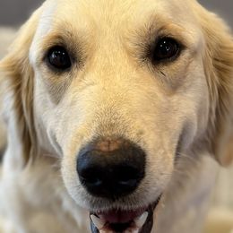 Plum - Golden Retriever