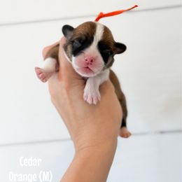 Cedar - Red male Pembroke Welsh Corgi puppy in Milan, Georgia from Williams’ Welsh Corgis LLC