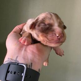 Boy 2 - Red merle male Australian Shepherd puppy in London, Kentucky from Kenmont Kennels