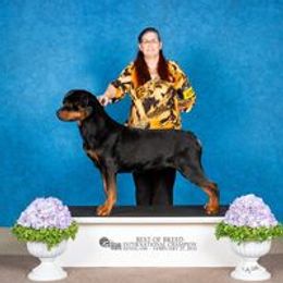 Australian Shepherds and Rottweilers from VomMohr Kennels