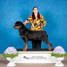 Australian Shepherds and Rottweilers from VomMohr Kennels
