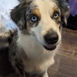 MISSY - Miniature American Shepherd