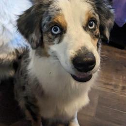 MISSY - Miniature American Shepherd