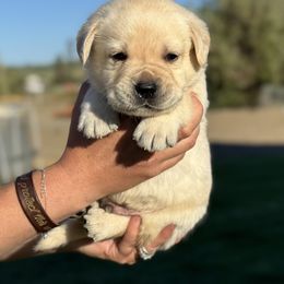 White collar - Yellow male Labrador Retriever puppy in Ellensburg, Washington from Lost Spring Retrievers