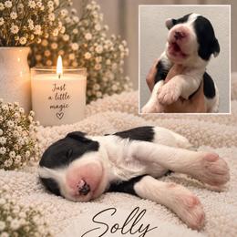 Solly - Black and white male Sheepadoodle puppy in Moreno Valley, California from Rainbow SoCal Doodles