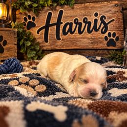 Harris - Buff and white male Cocker Spaniel puppy in Clinton, Oklahoma from Enchanted Spaniels