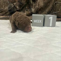 Black Dot - Brown male Chesapeake Bay Retriever puppy in Wisconsin Dells, Wisconsin from Kilbourn Chesapeakes