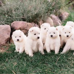 Frosty - White female Samoyed puppy in Morgan, Utah from Mountain Legacy Samoyeds