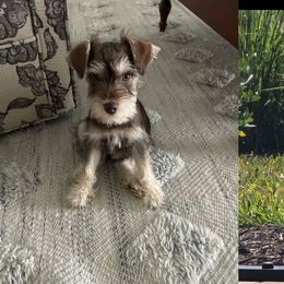 Miniature Schnauzer All Grown Up from Regency Schnauzer