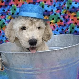 Goldendoodle Puppies from Yuppy Puppy Goldendoodles