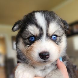 Casanova (302M) - Gray and white male Pomsky puppy in Kennewick, Washington from Nebula Ranch Pomskies