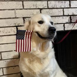Bear - Golden Retriever