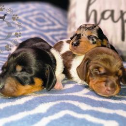 Dachshund puppies from Seaside Dachshunds