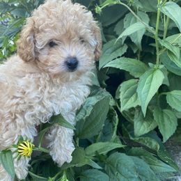 Poodle Puppies from Curly Top Poodles