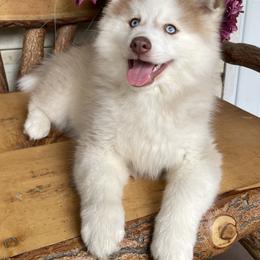 Pomsky and Siberian Husky Puppies from Hemlock Pines Pomsky
